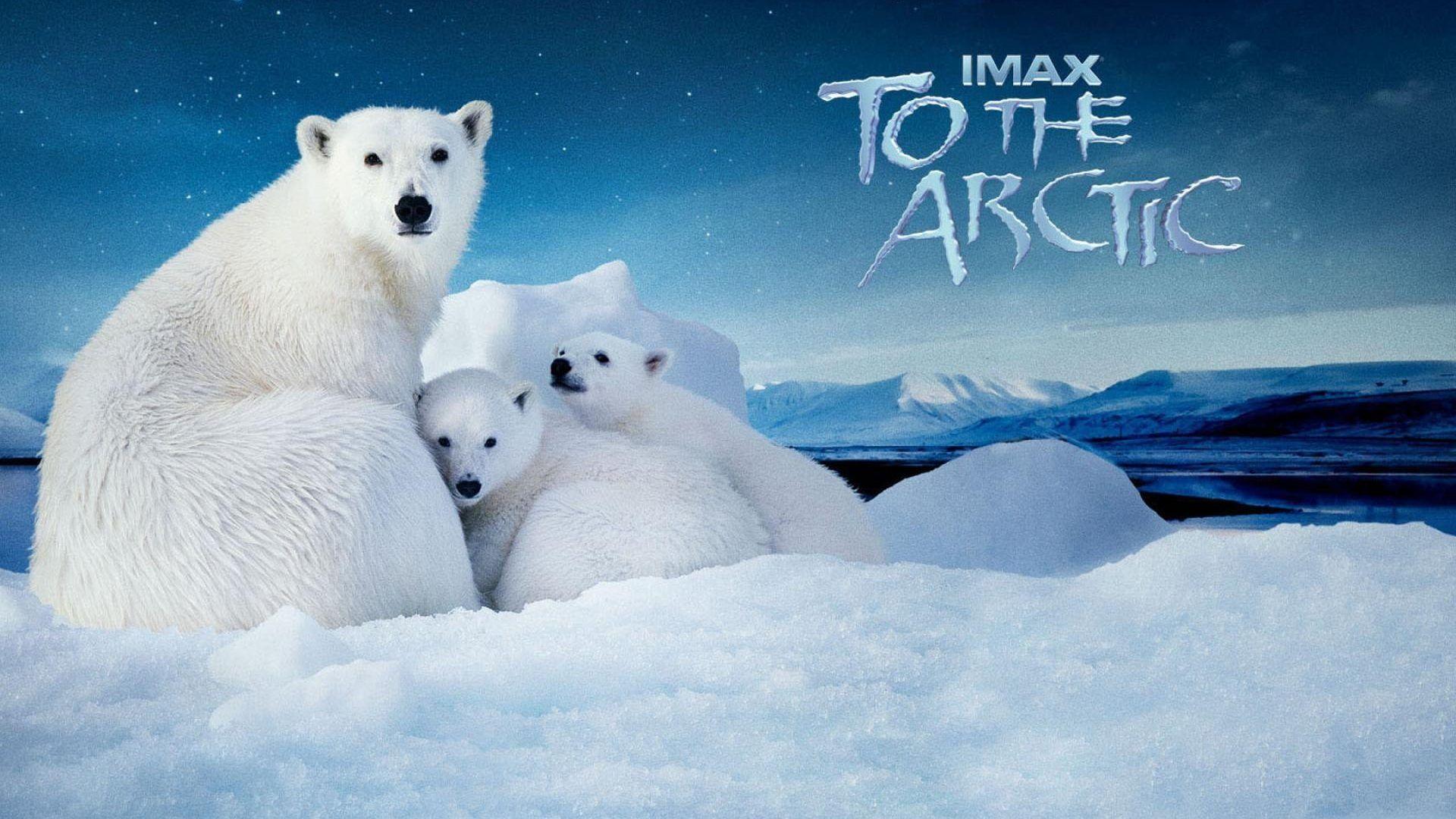 Winter: Arctic Polar Bear North Pole Wallpaper Winter 1920x1080
