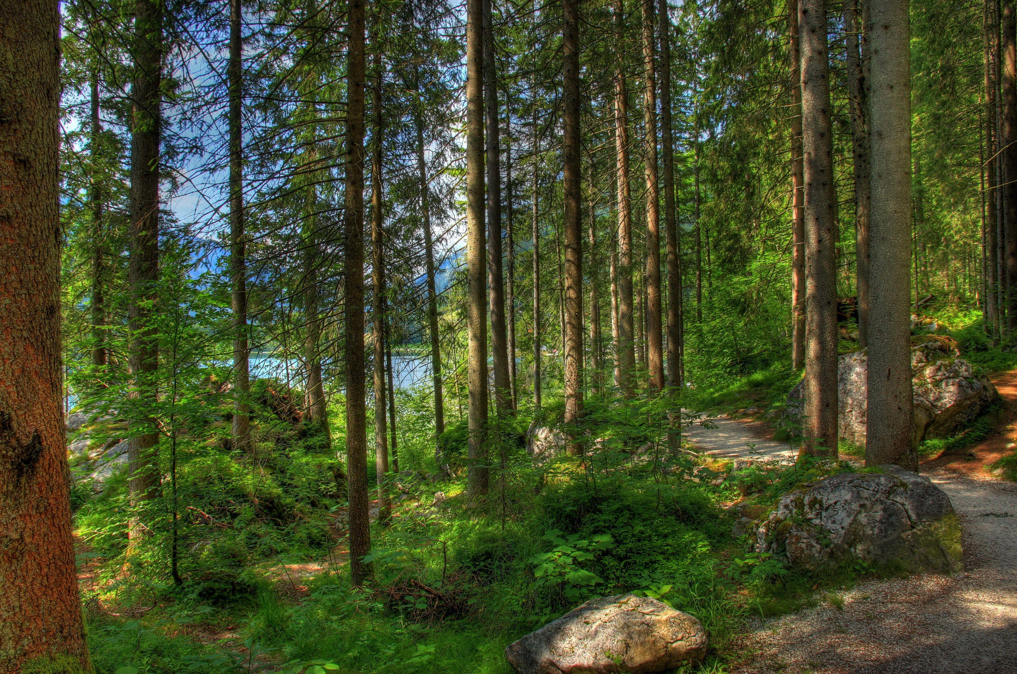 Forest Germany Bavaria Trees Nature hdr wallpaperx2566