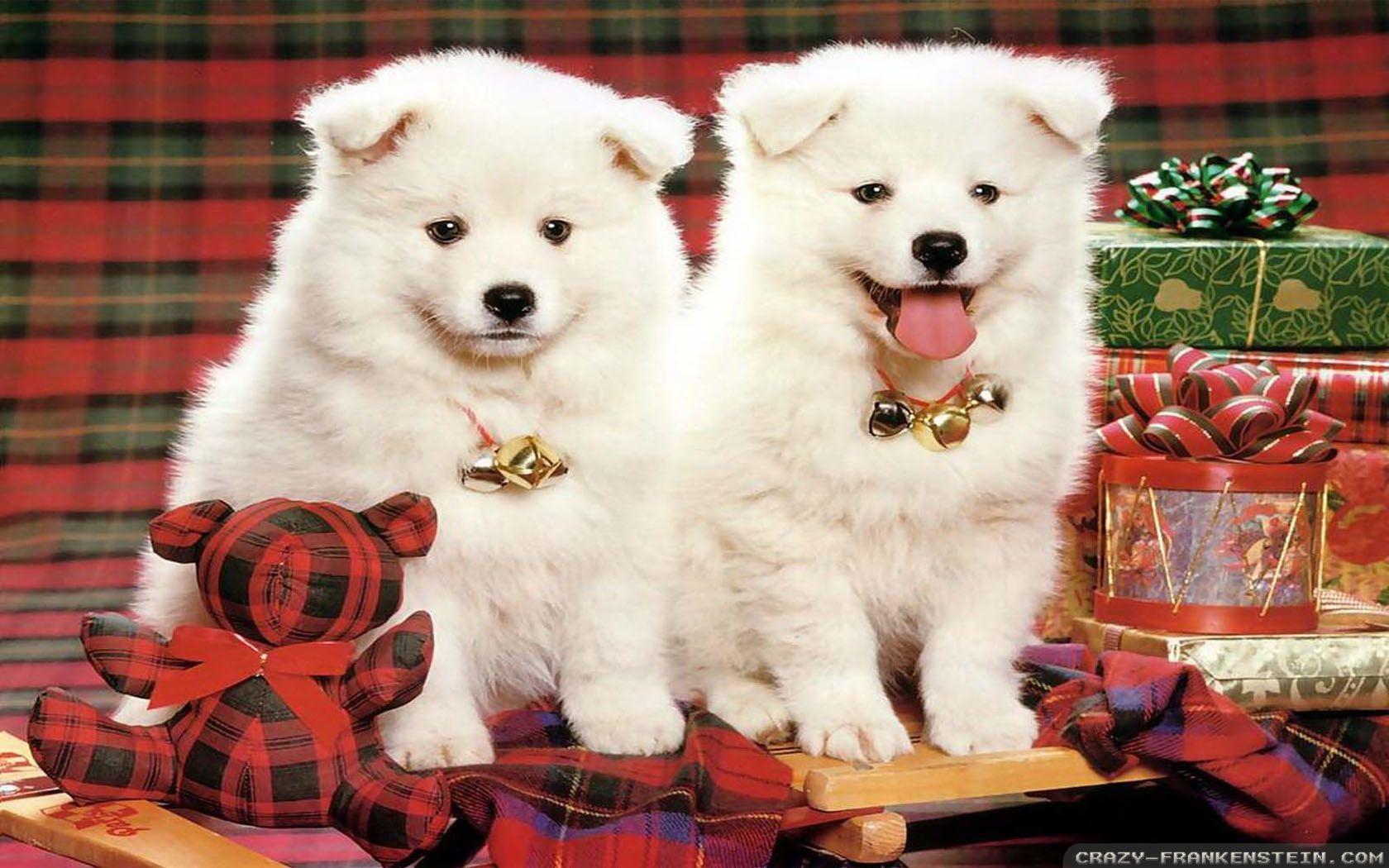 Christmas Dogs Wallpapers - Wallpaper Cave