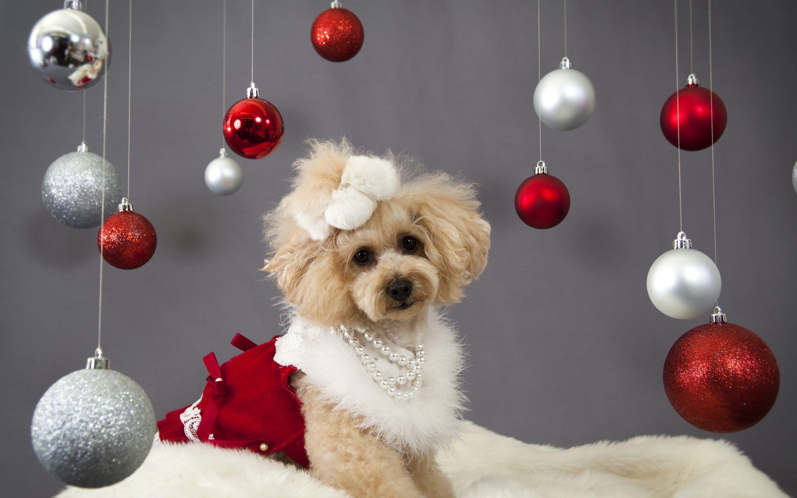 Christmas Puppy Wallpaper for Computer