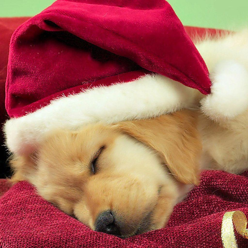 Christmas With Dogs Picture. Source. Dogs.. . Cute Christmas