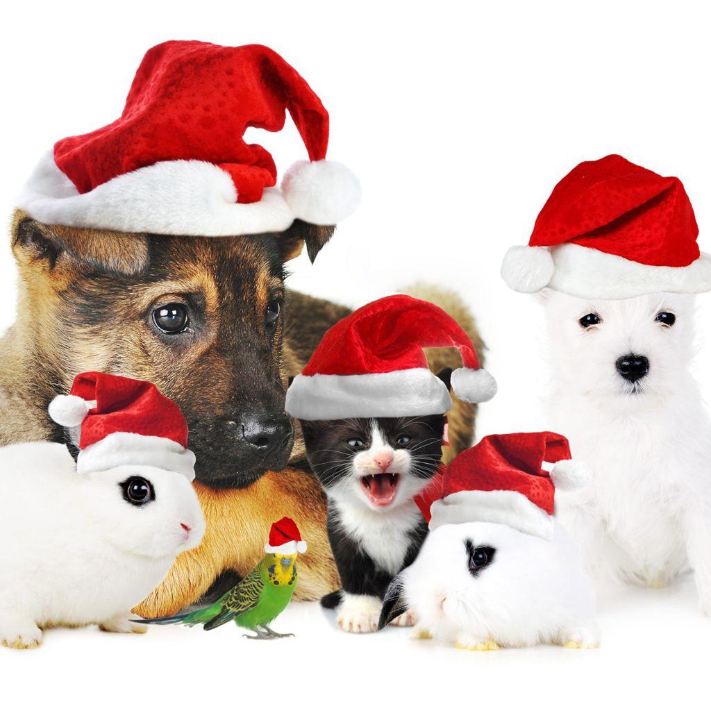 iPad Wallpaper: Free Download Christmas Pets iPad Wallpaper