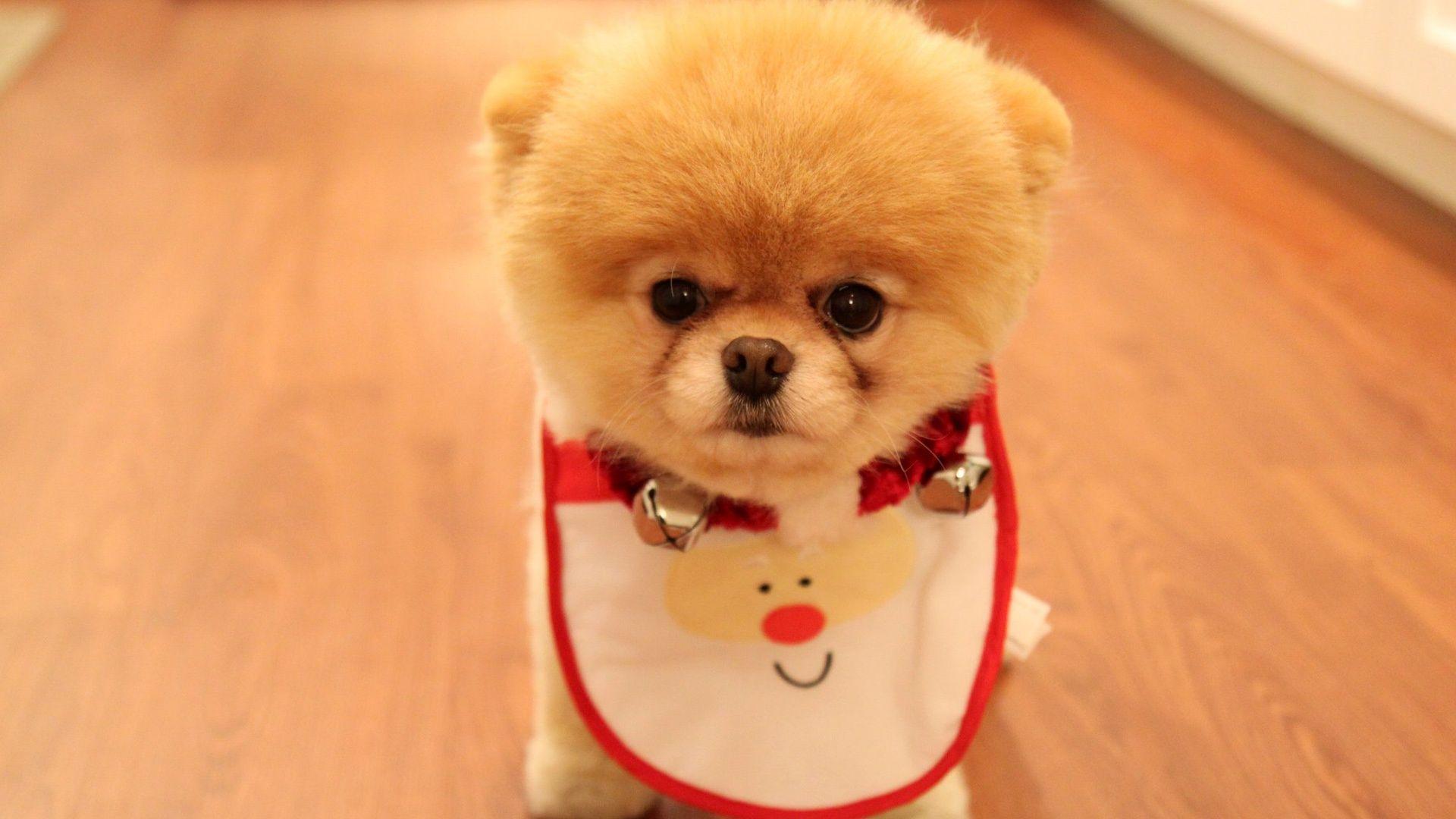 Cute Dog Christmas Wallpaper in jpg format for free download