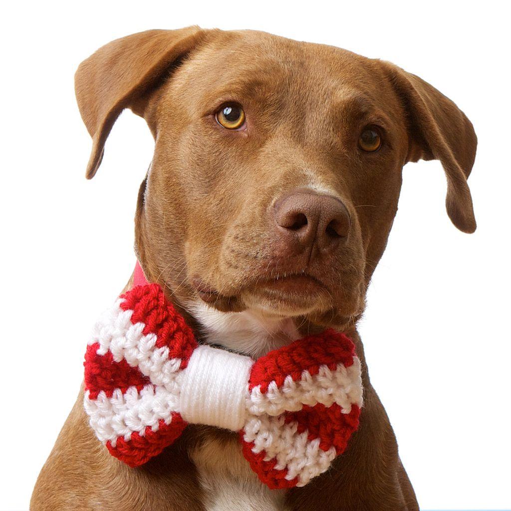 iPad Wallpaper: Free Download Christmas Pets iPad Wallpaper