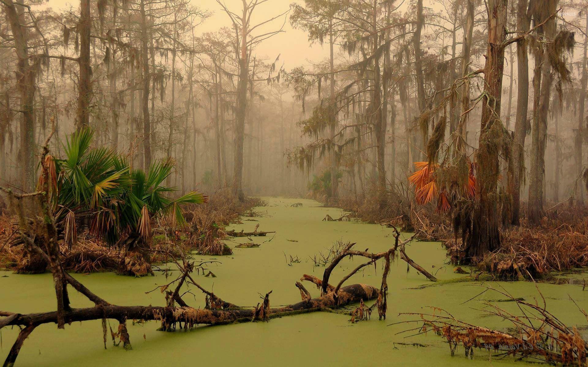 Louisiana swamp wallpaper wallpaper
