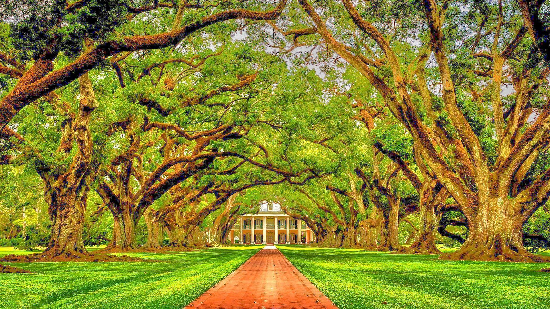 Oak Alley Plantation Louisiana HDR Wallpaper free desktop