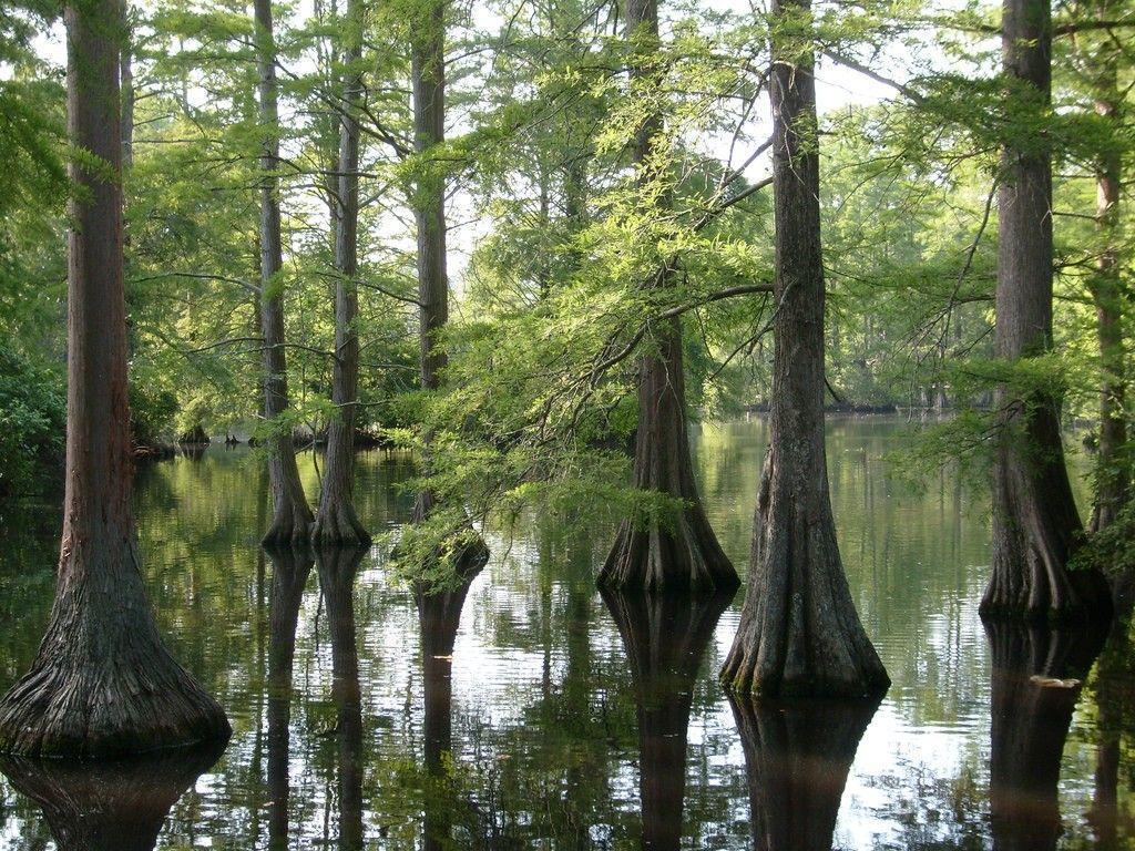 Forests: Cypress Swamp Louisiana Trees Bayou Wallpaper Picture HD