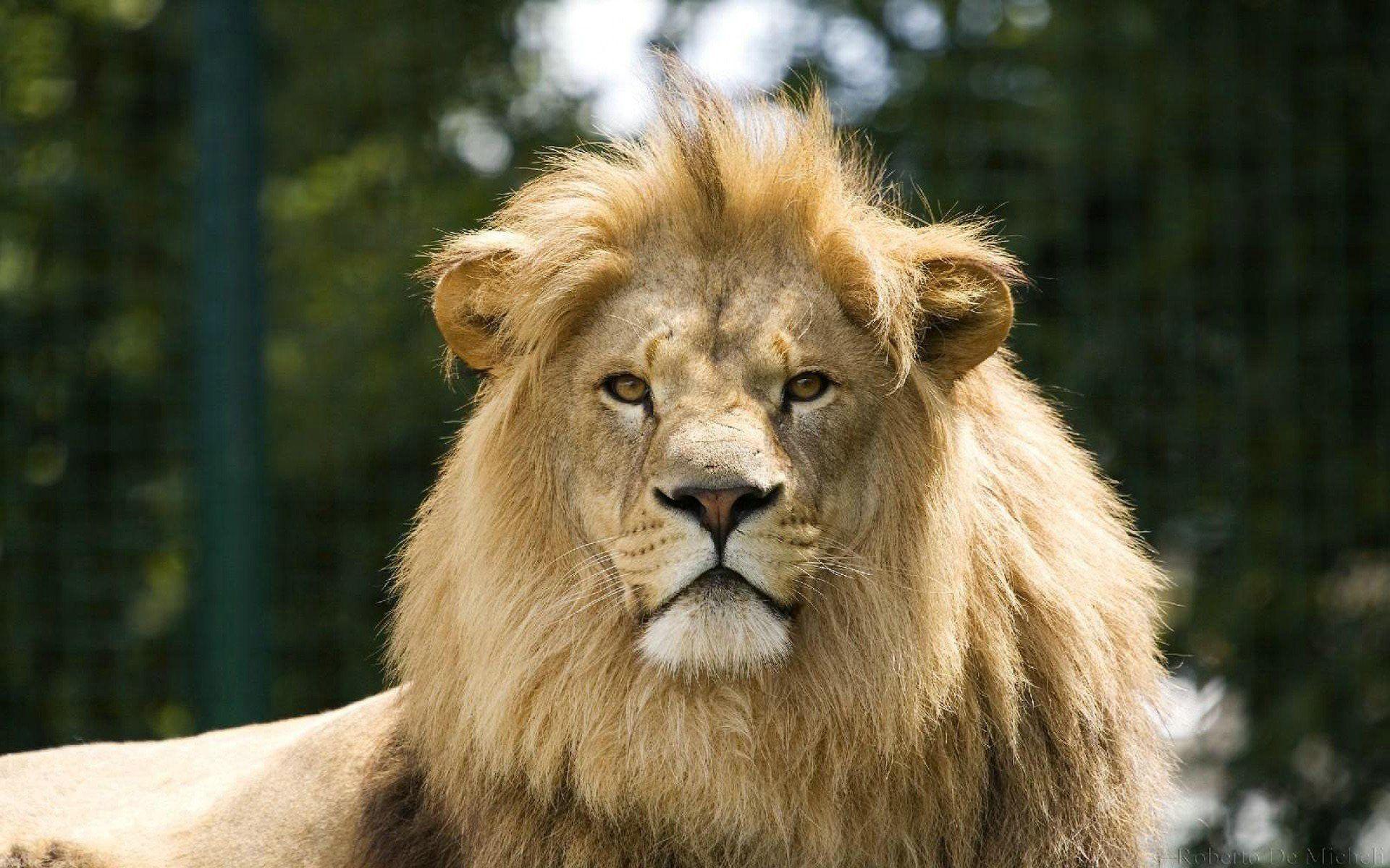 Male Lion Majestic Wallpaper