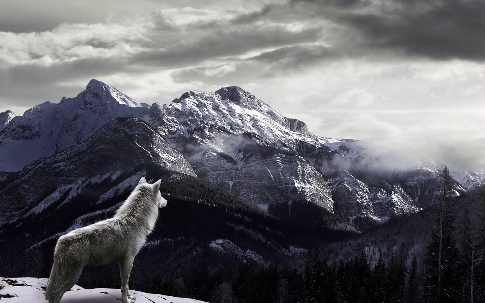 Wolf Watching Fog Covered Snowy Mountains HD Wallpaper. HD Nature