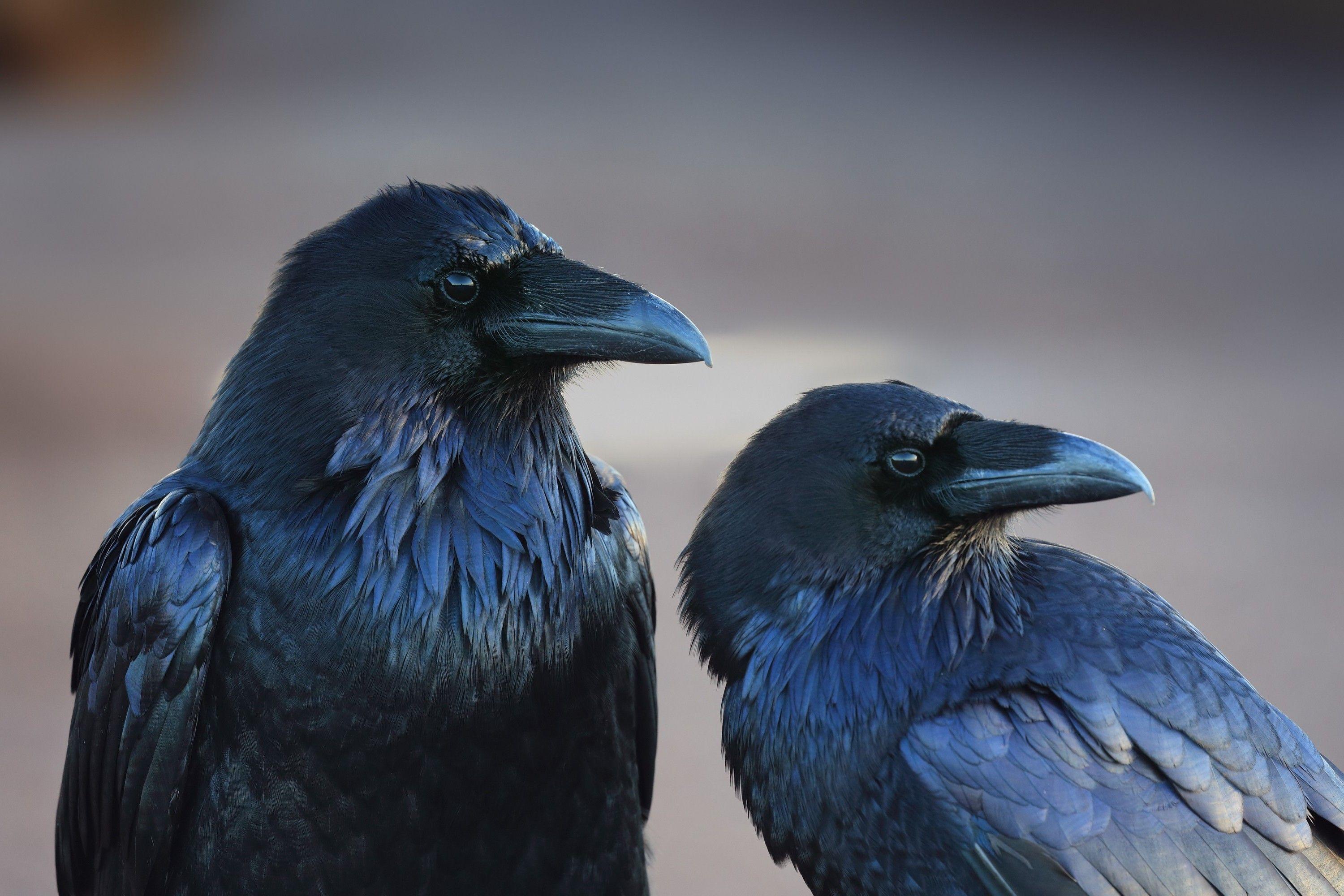 animals birds crow raven Wallpaper HD / Desktop and Mobile