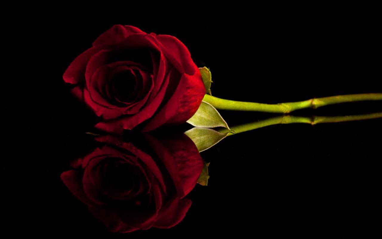 red rose with black background hd