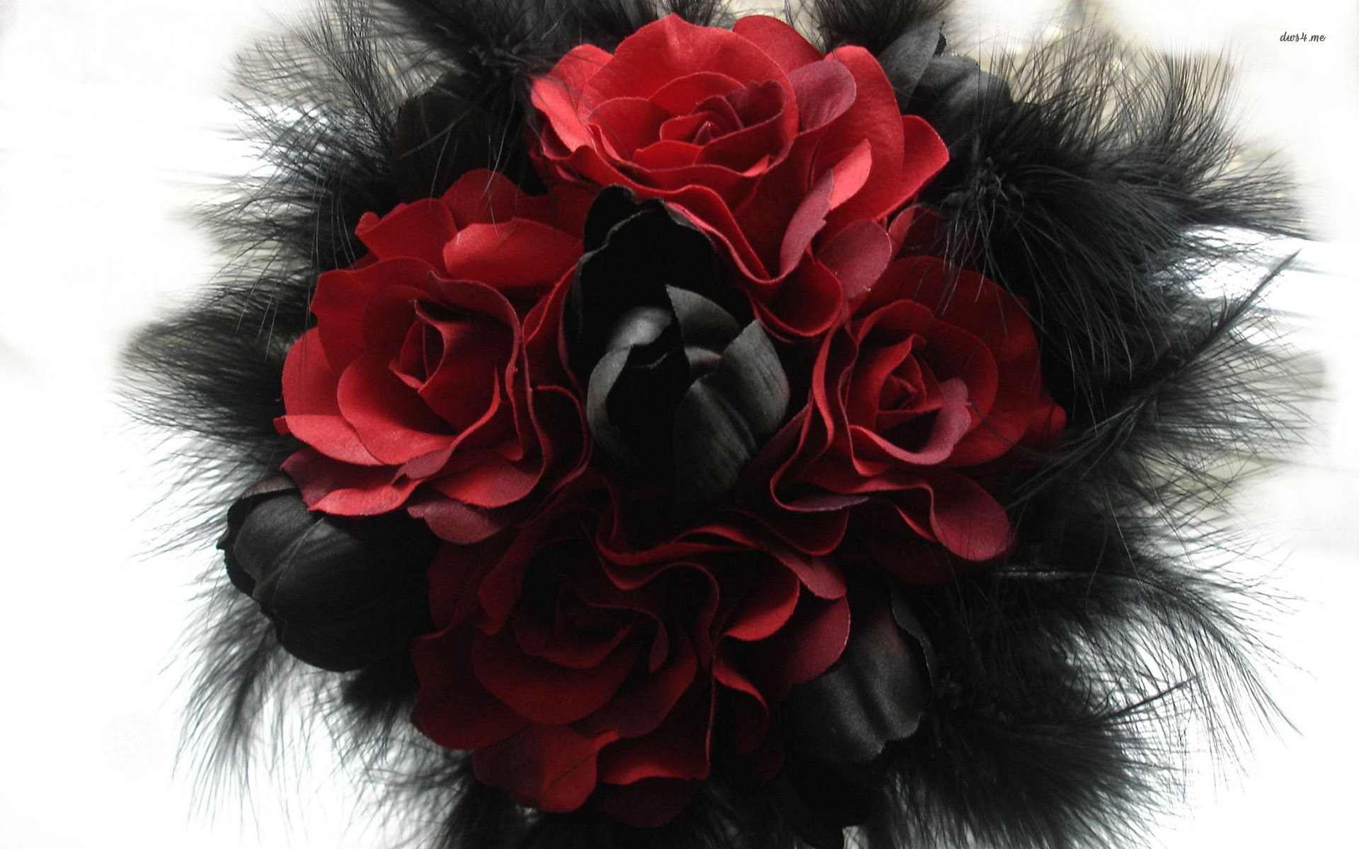 beautiful black and red roses