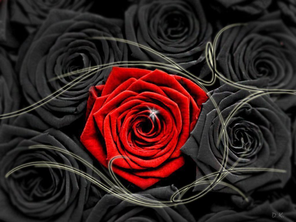 Black and Red Rose Wallpaper
