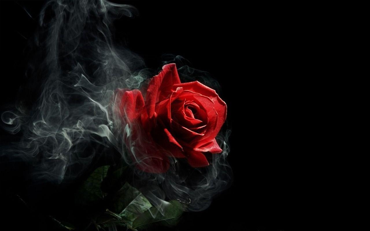 Wallpaper dark red rose Red Rose