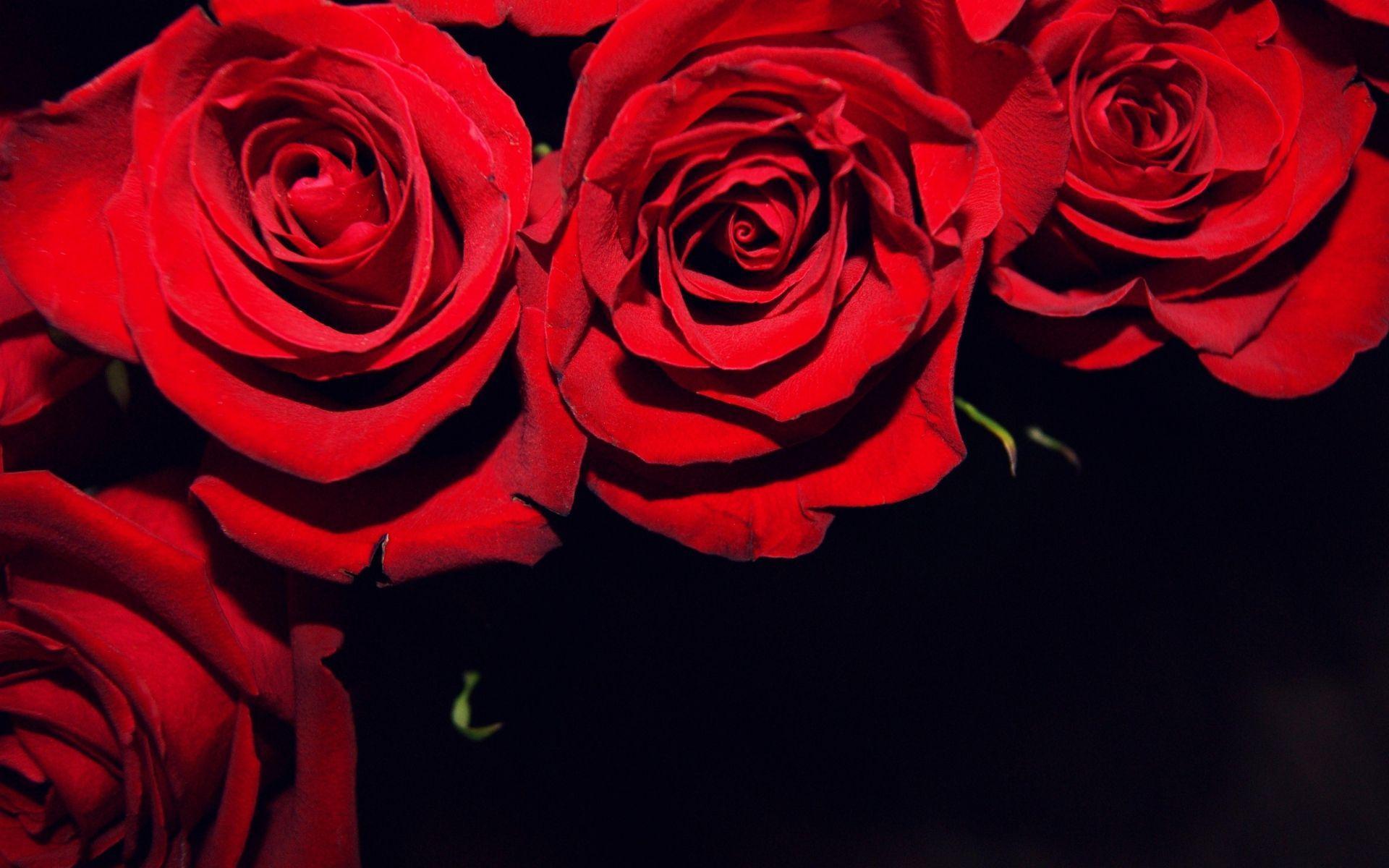 cliserpudo: Black And Red Rose Background Image
