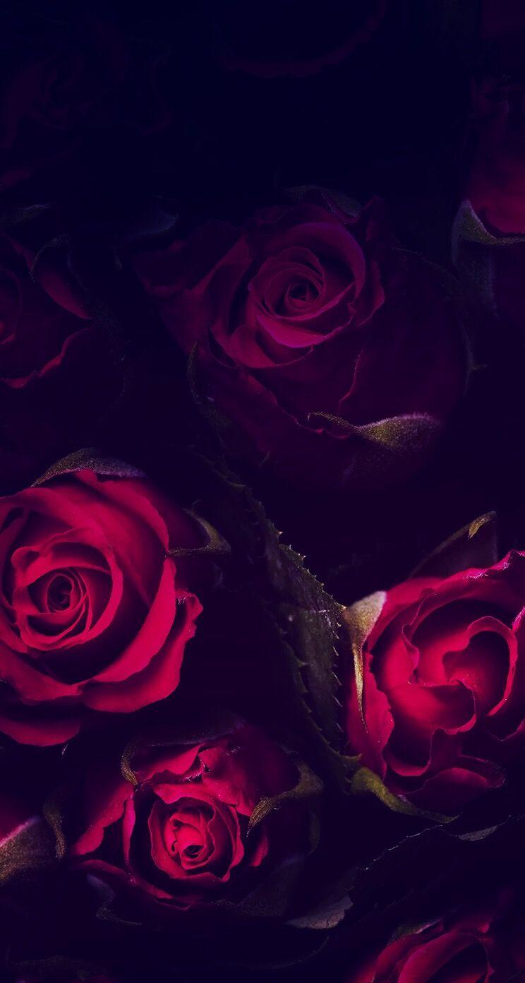 Black And Red Roses. Red And Black Roses Wallpaper For Mobile