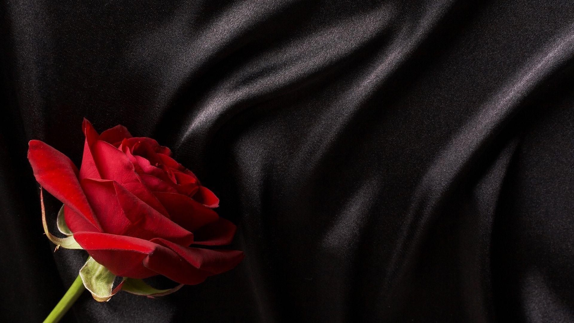 dongetrabi: Black And Red Roses Wallpaper Image