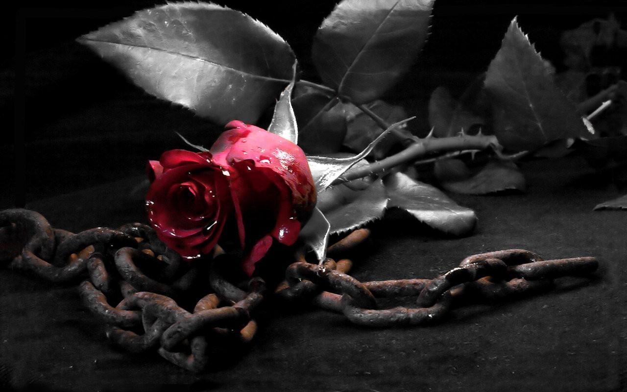 Red Rose With Black Background HD Wallpaper