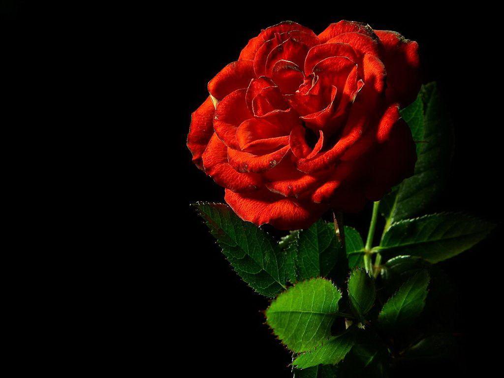 Red Rose Black Background. Red Rose Wonderful Flower With Black