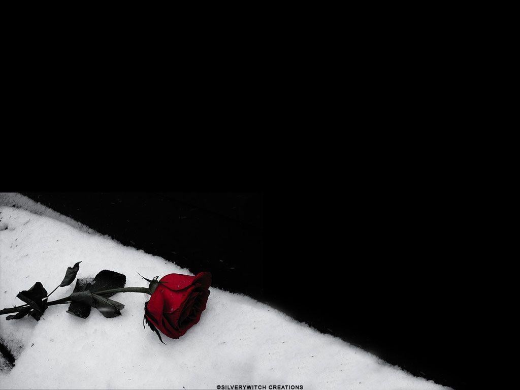 Download A Black Background With A Red Rose Wallpaper  Wallpaperscom