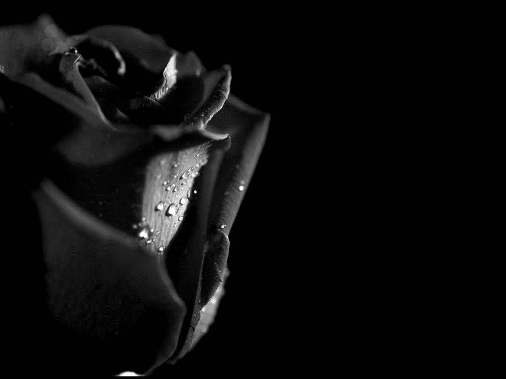 hoontoidly: Single Black Rose Wallpaper Image