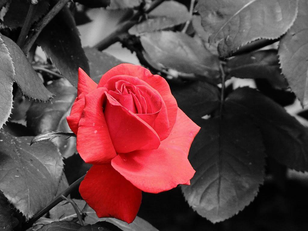 dongetrabi: Black And Red Roses Image