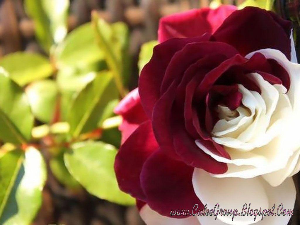 Half dark red, half white cream rose. Passionate Red