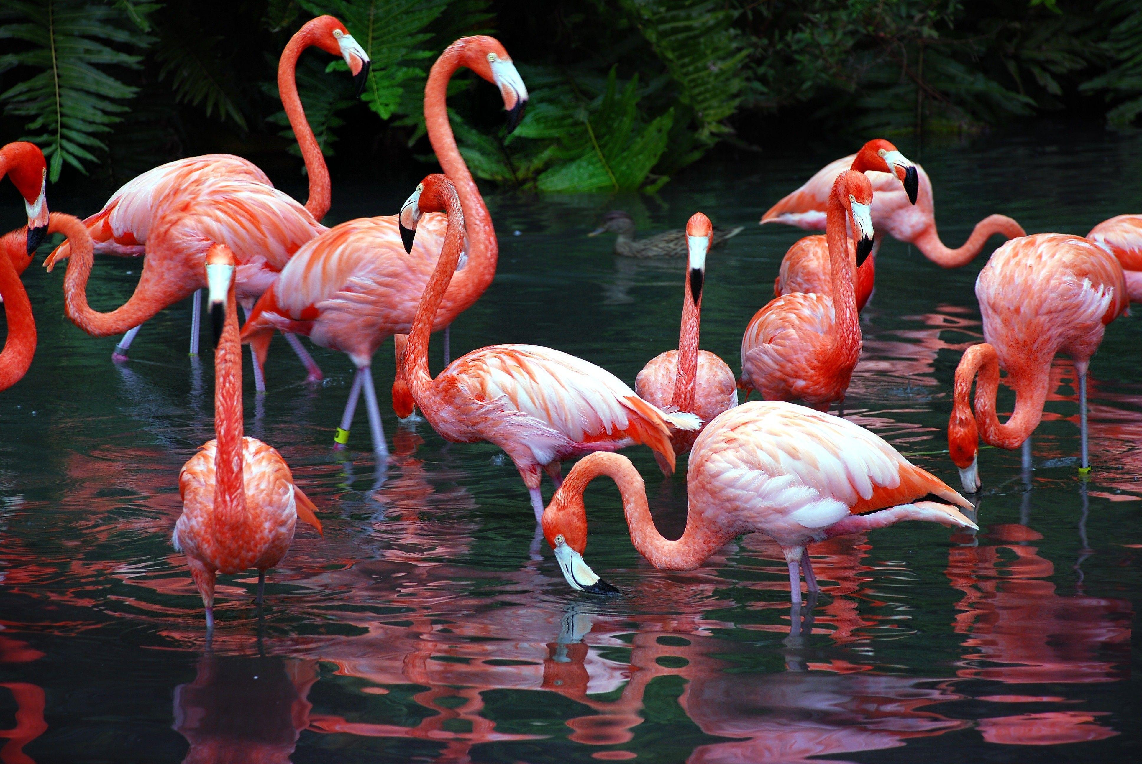 Flamingo Bird Wallpapers Wallpaper Cave