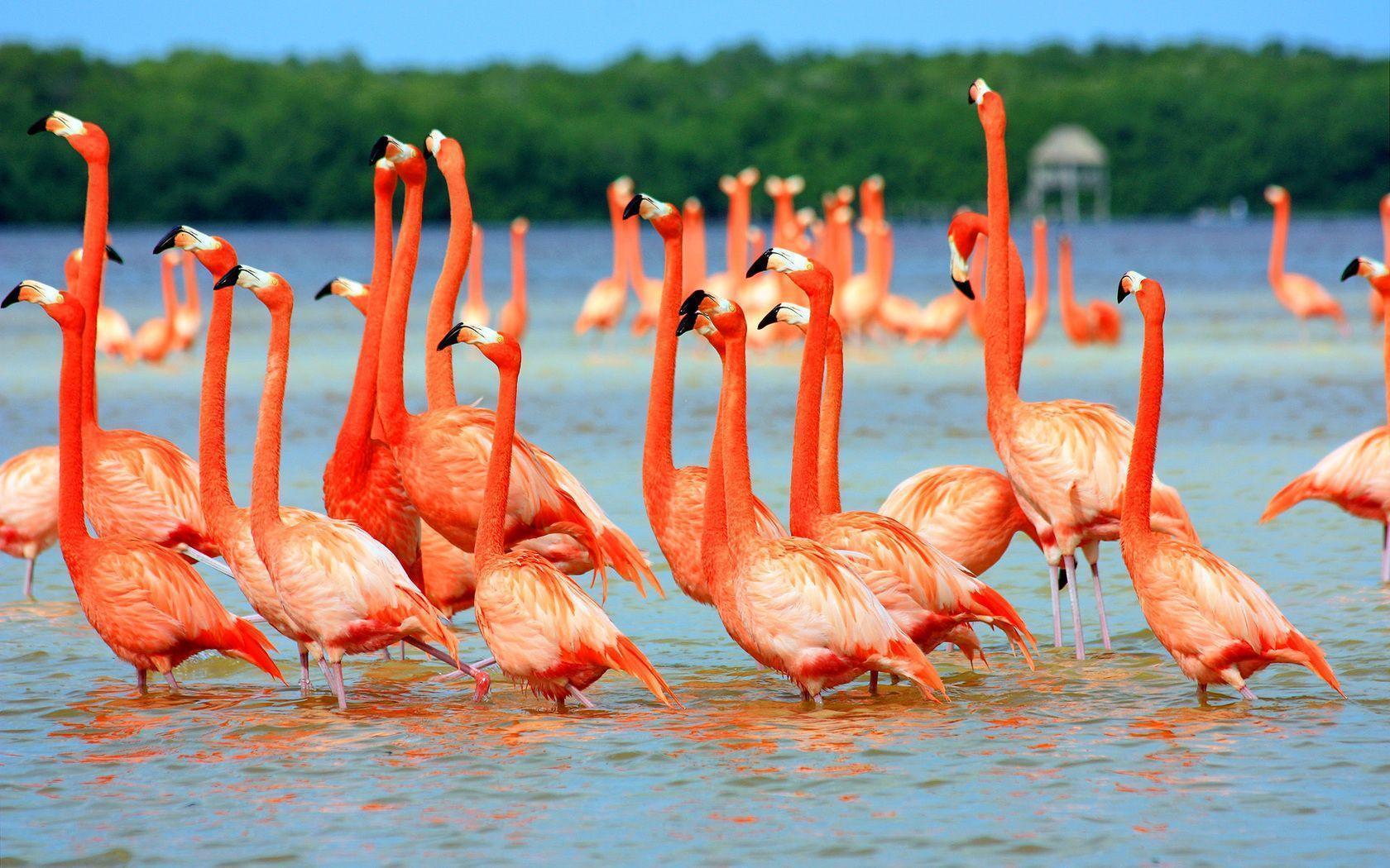 Flamingo Wallpapers for Computer