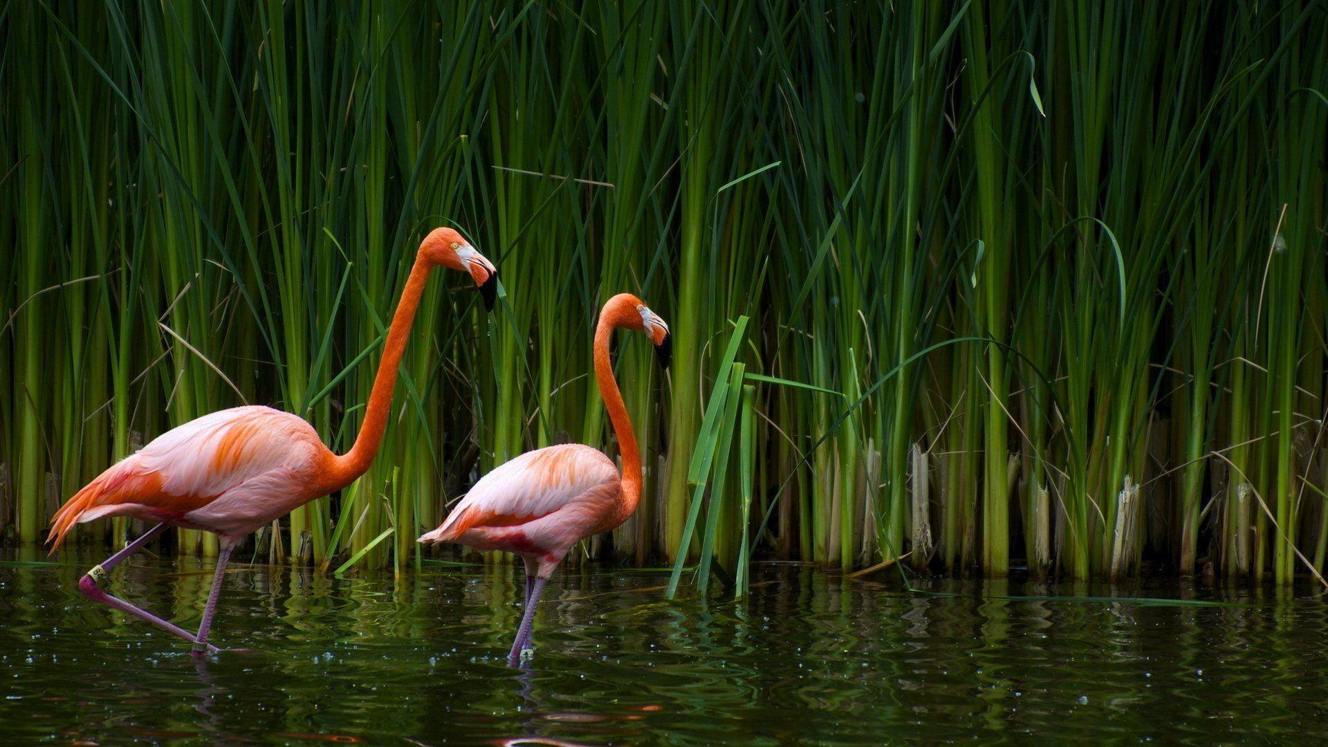 179 Flamingo HD Wallpapers