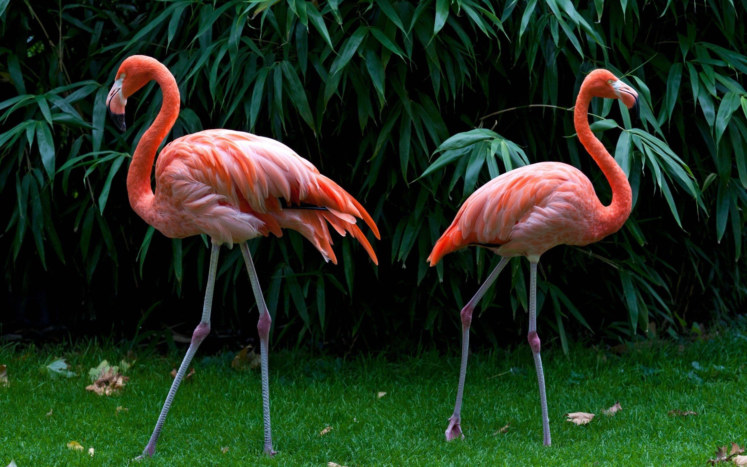 Flamingo Backgrounds