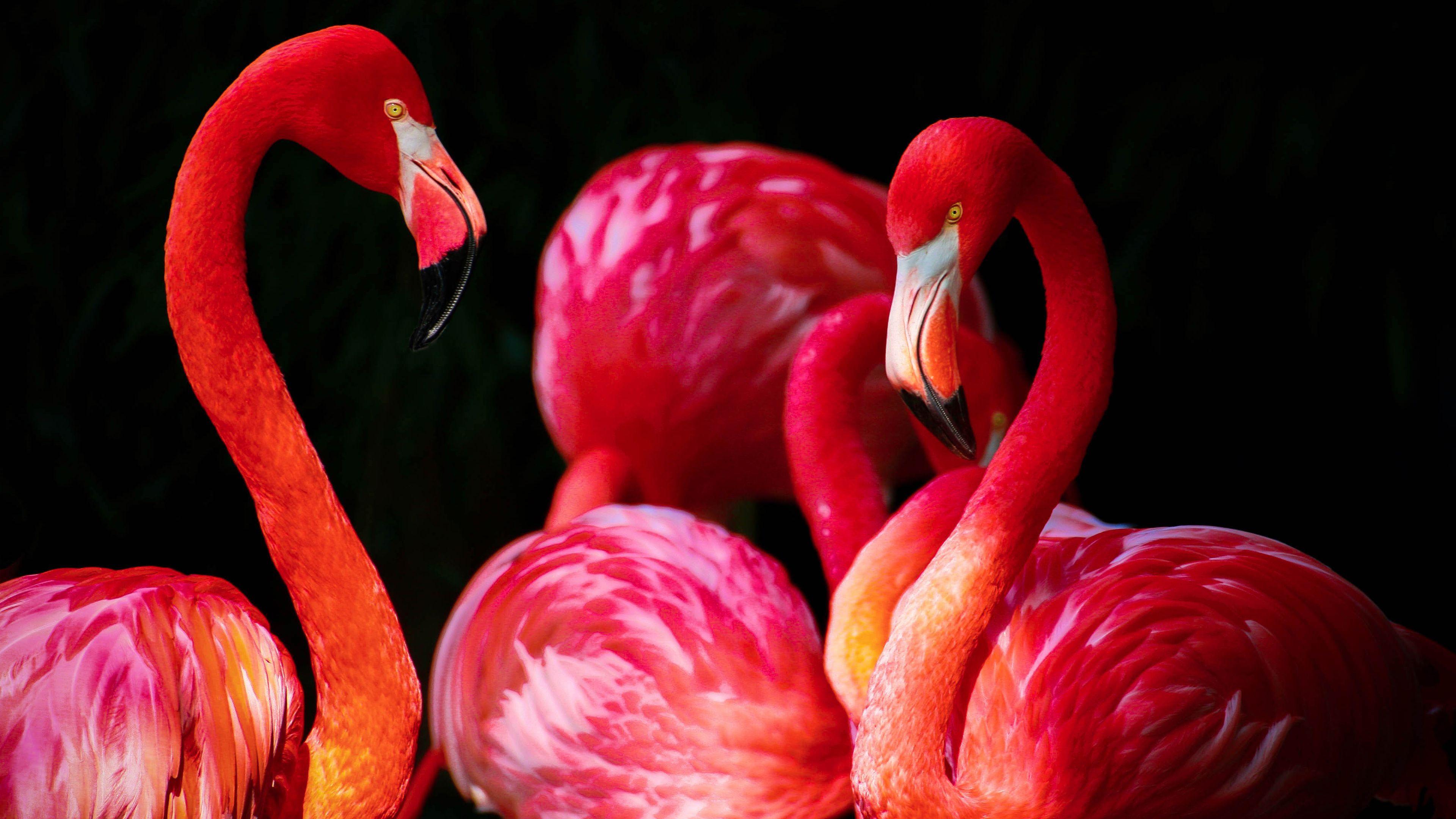 Flamingos Wallpapers