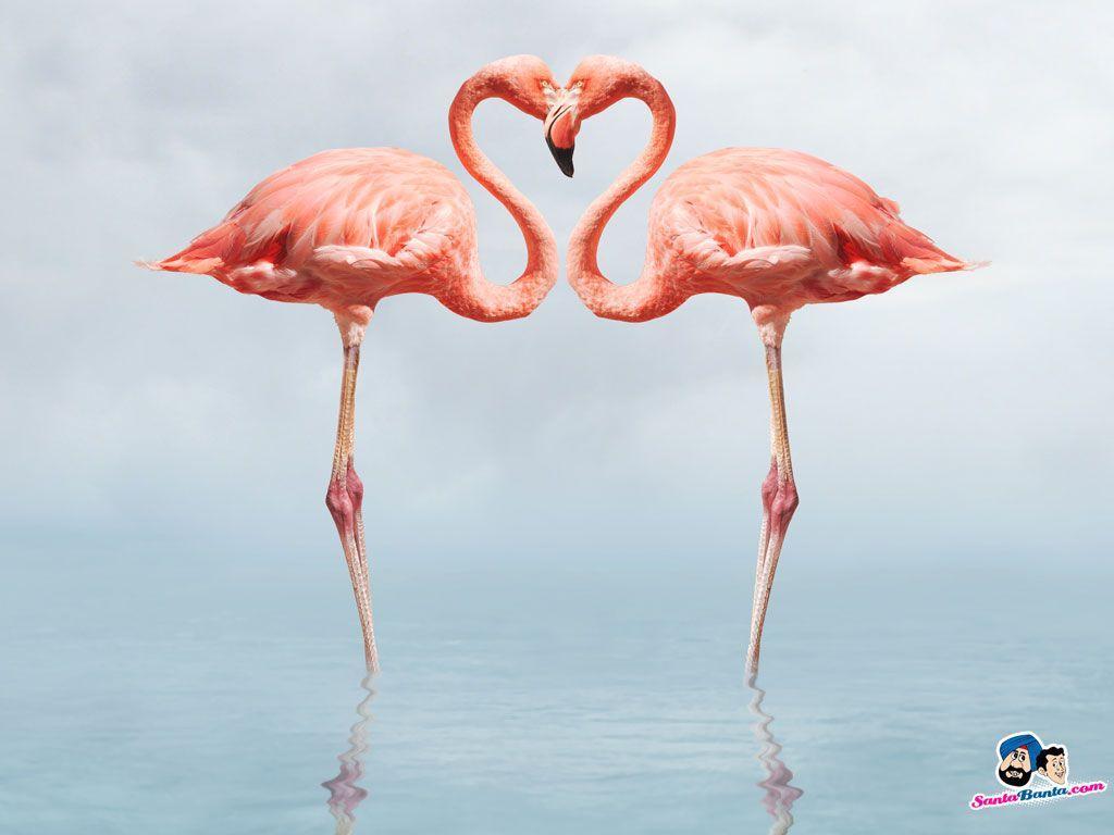 HDQ Cover Flamingos, by Cerridwyn Condie