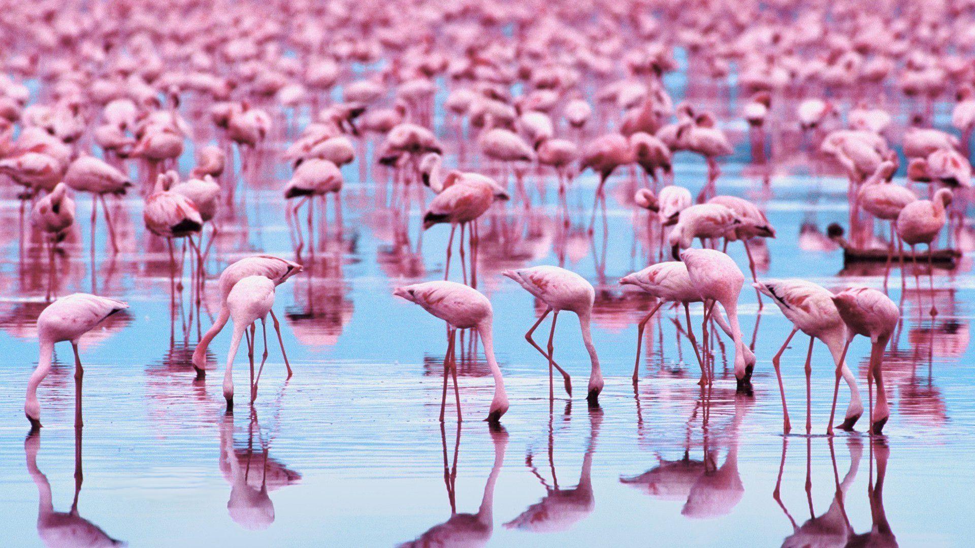 Flamingo Wallpapers Image Photos Pictures Backgrounds