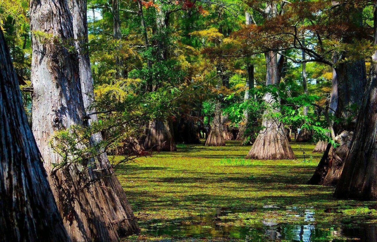 Lakes: Lake Depth Cypress Trees Perspective Foilage Green Mobile