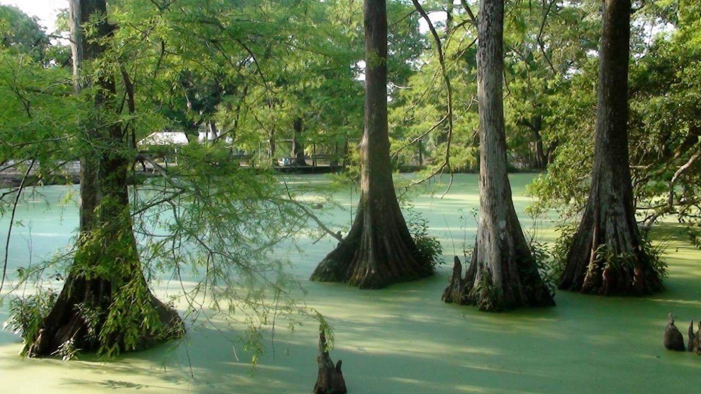 Other: Green Bayou Swamp Cypress Trees Wallpaper Picture Free
