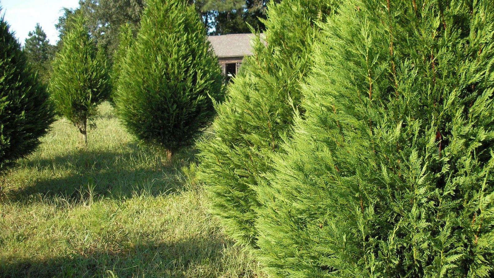 Leyland Cypress Christmas 1600x900 Christmas