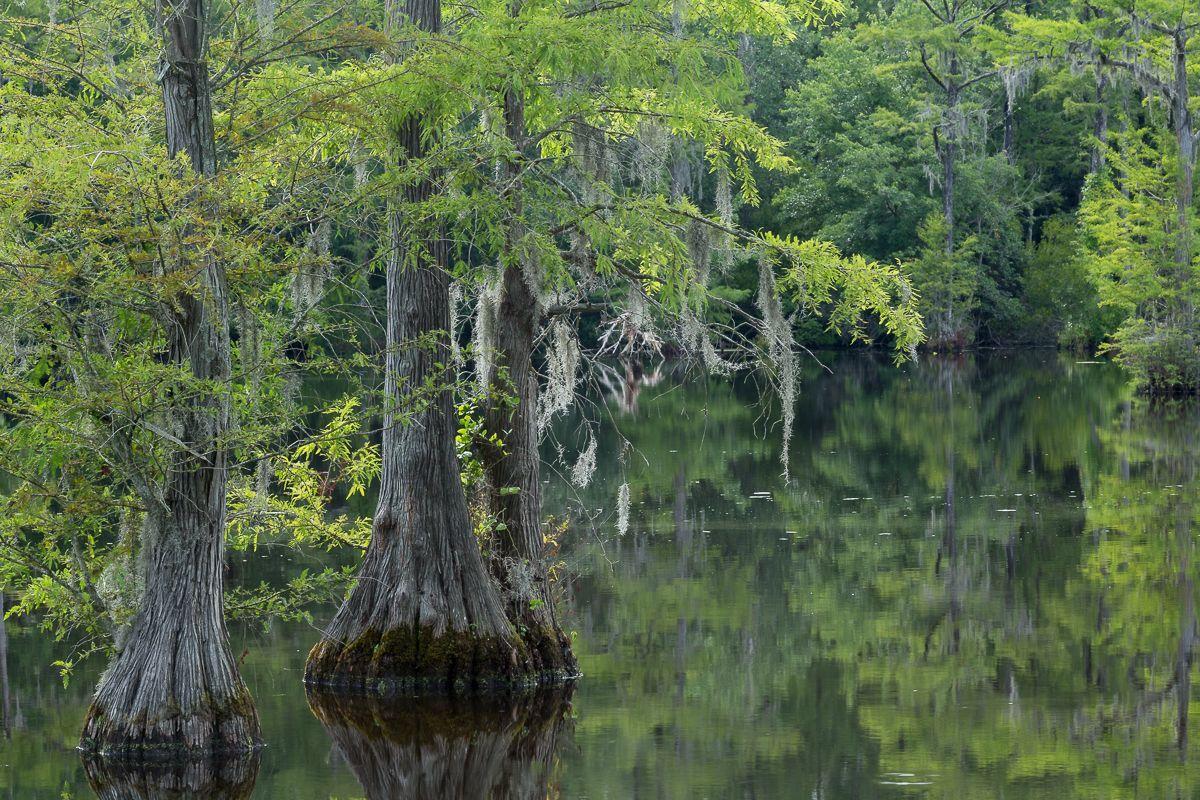 Bald Cypress trees in Brock's Mill Pond in Trenton, North Carolina