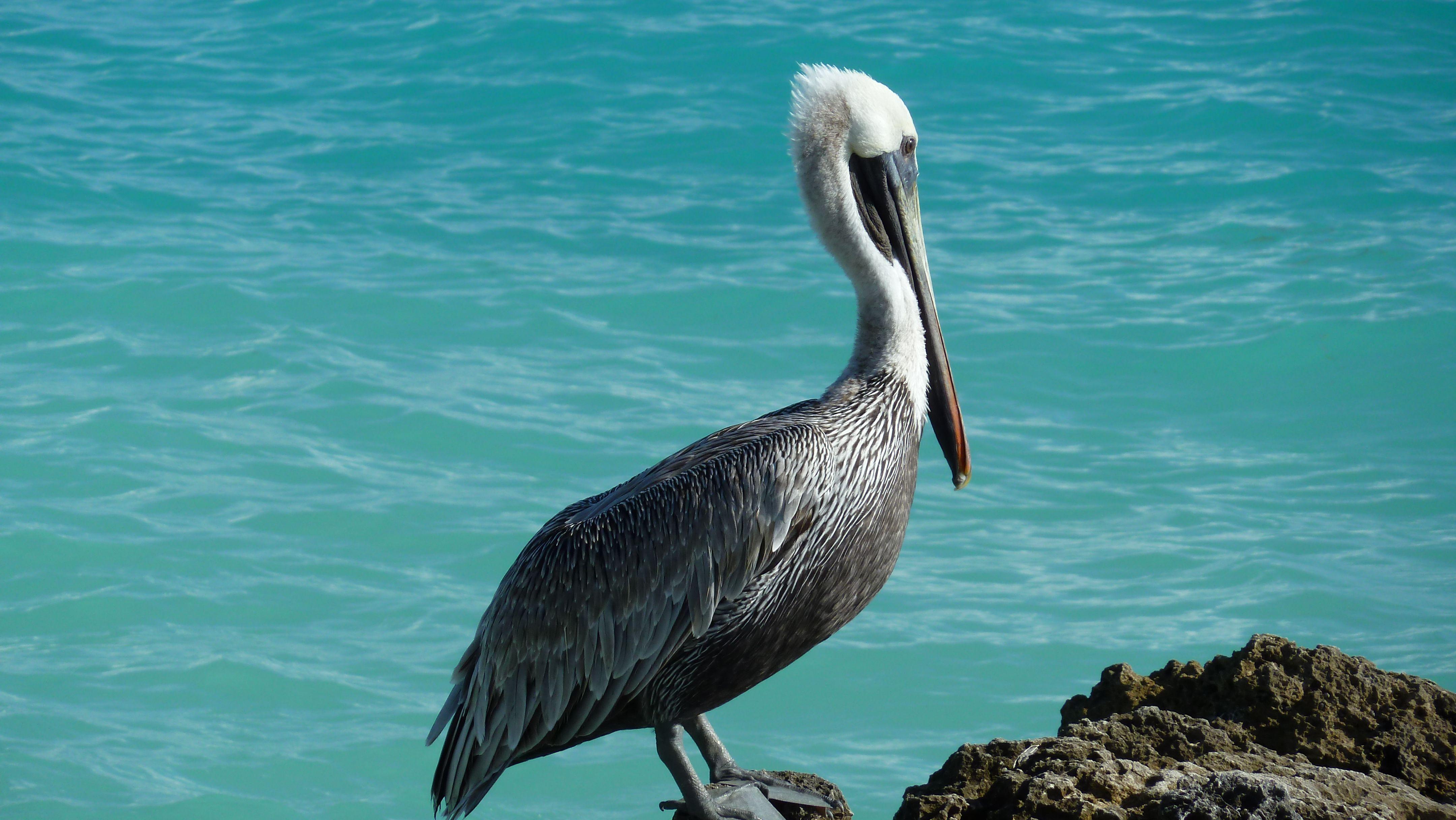 Pelican HD Wallpaper