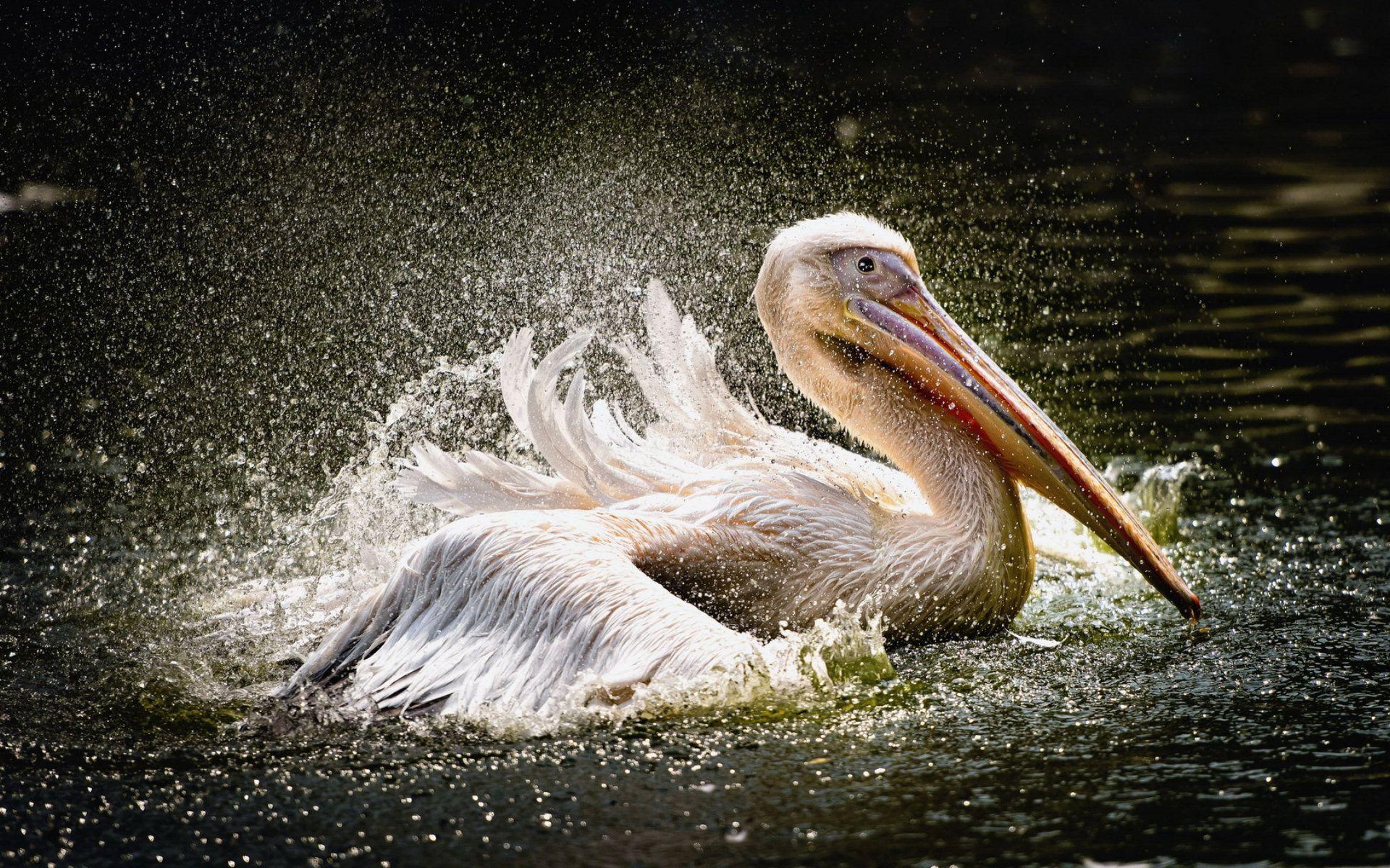 Wallpaper background bird Pelican images for desktop section животные   download