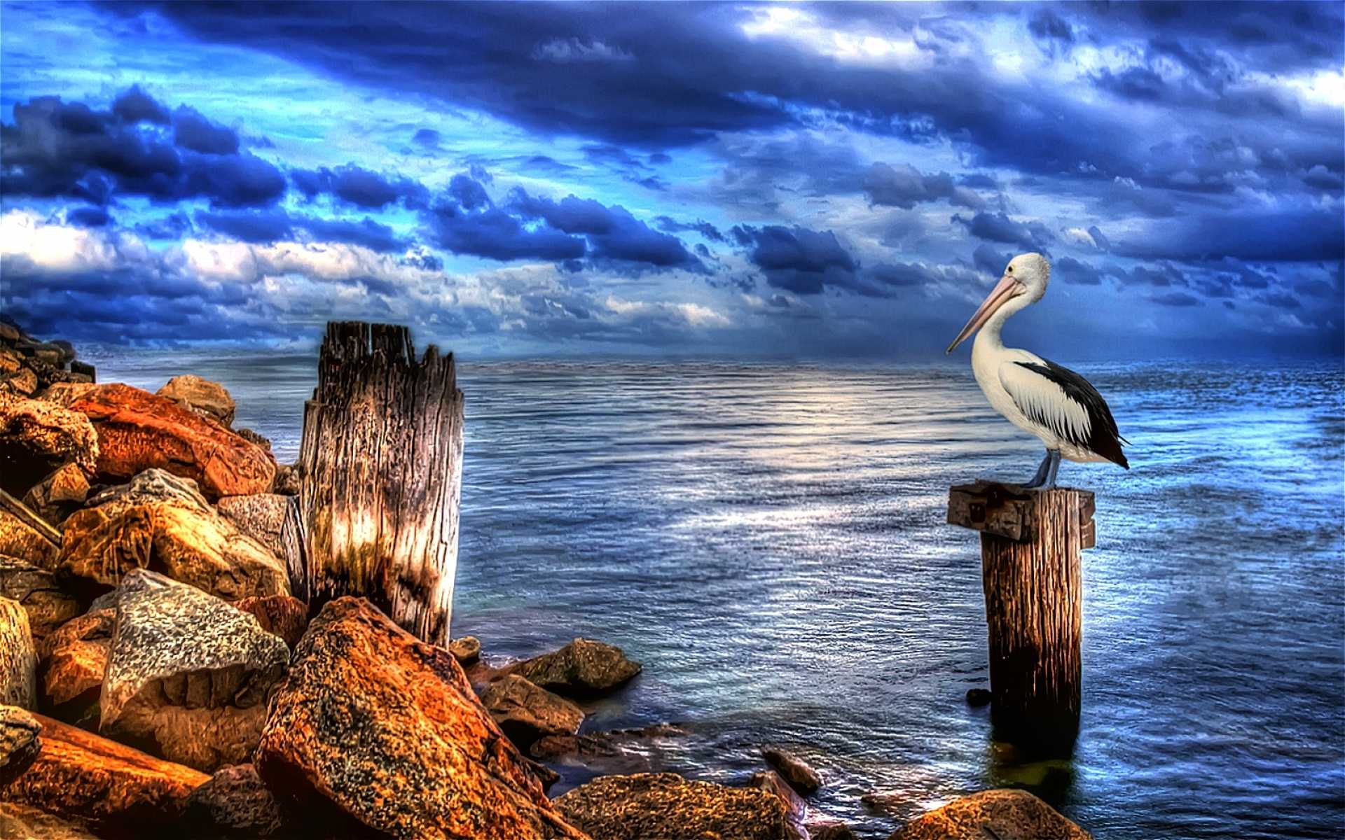 Pelican Bird HD Wallpaper For Desktop New Best Collection