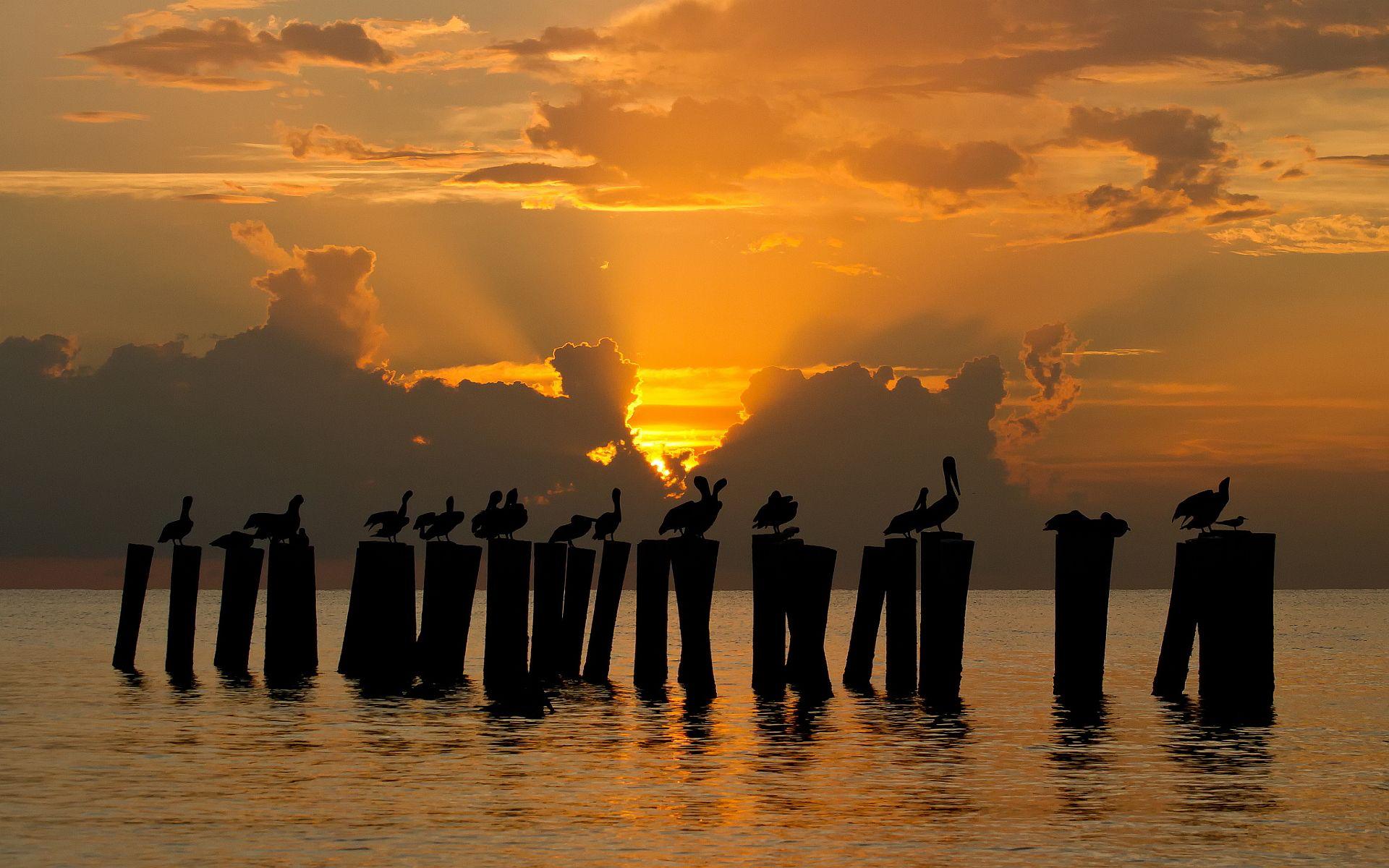 Pelicans in sunset Wallpaper