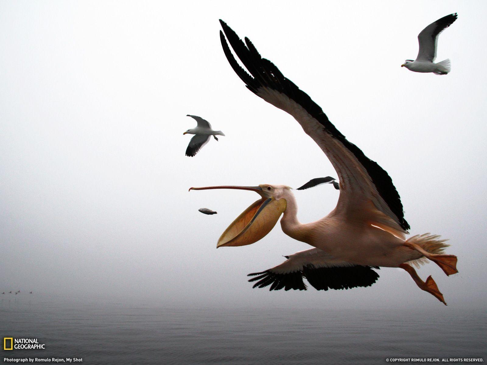Pelican Flying Formation