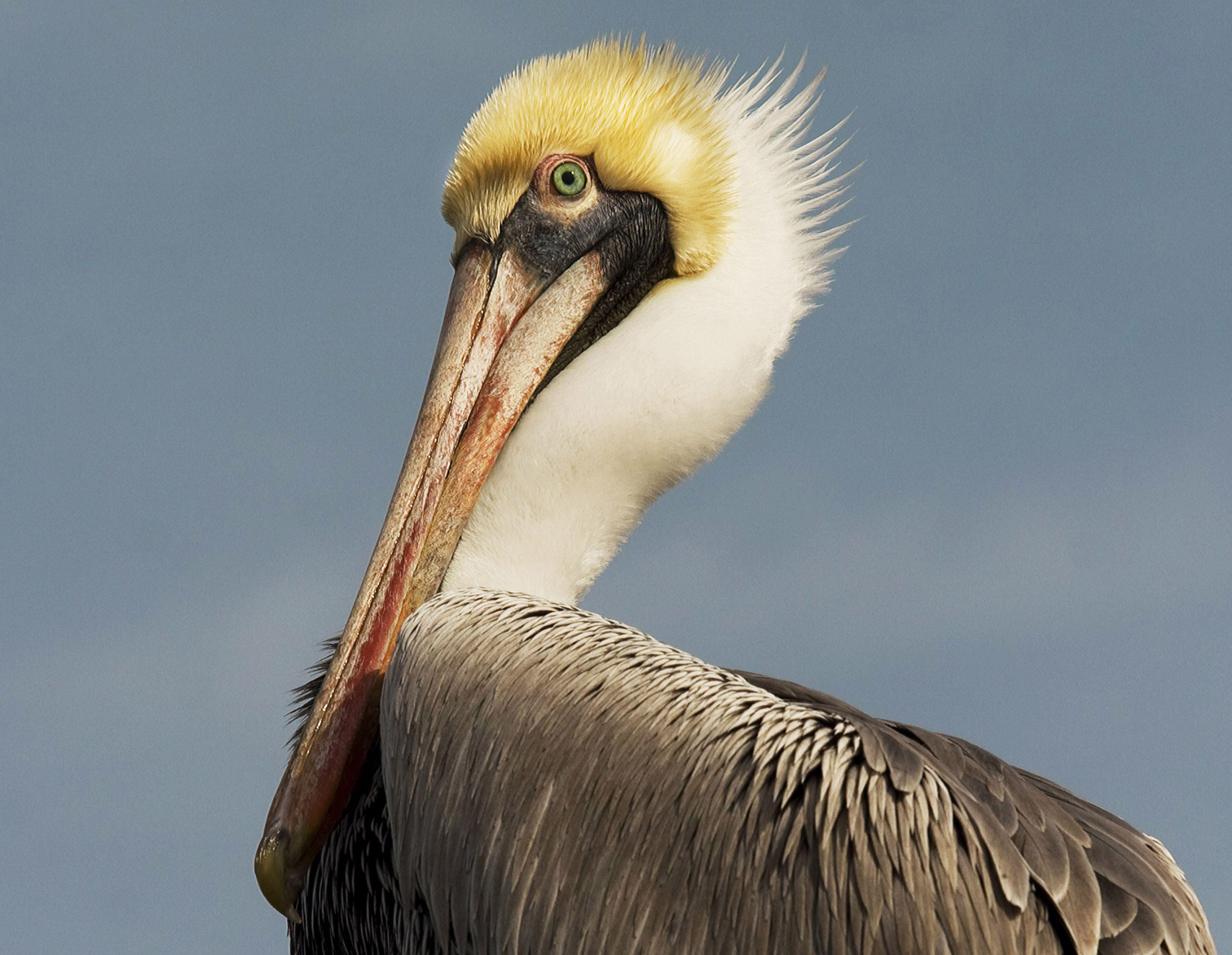 A Wonderful Bird is the Pelican