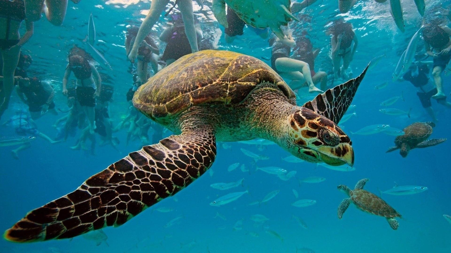 Deep Sea Turtles Wallpaper