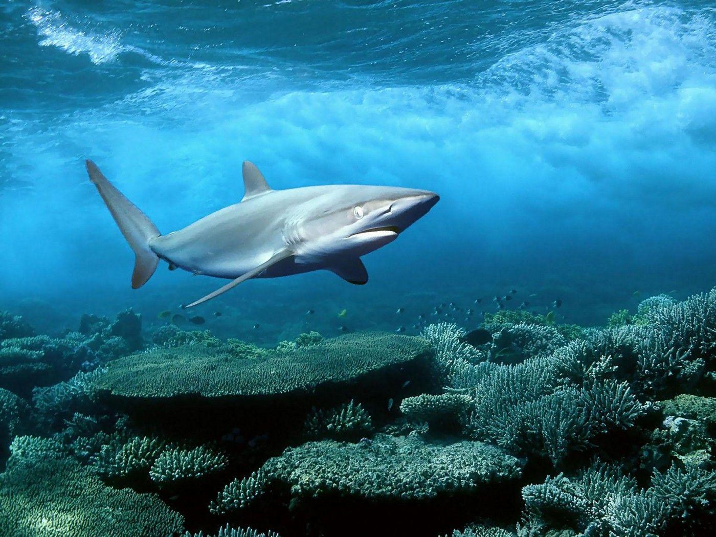 Shark In Deep Sea HD Wallpaper. Download cool HD wallpaper here