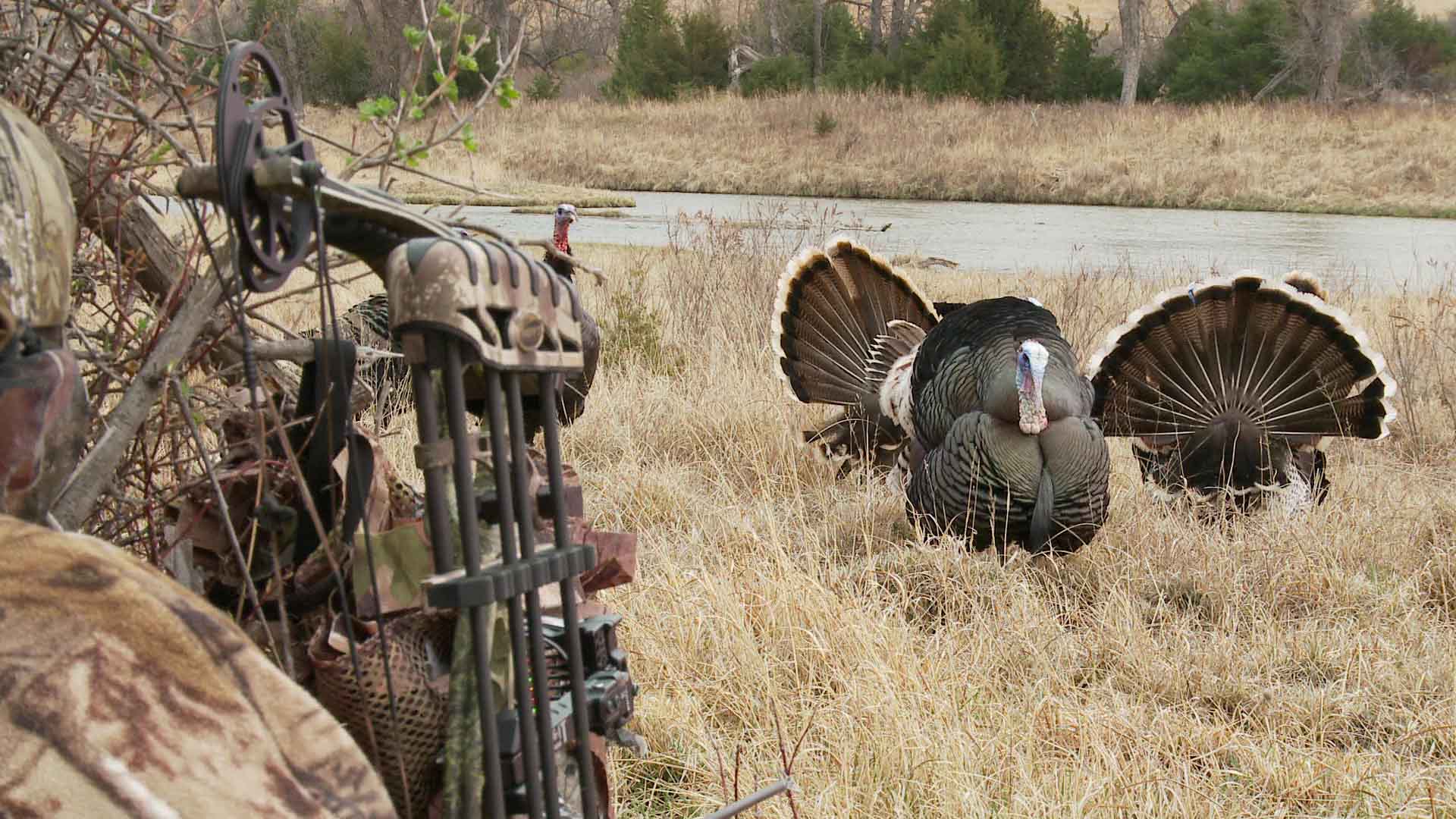 15 Yard Files: The Closest Bow Kill Turkey Ever Filmed?. Turkey
