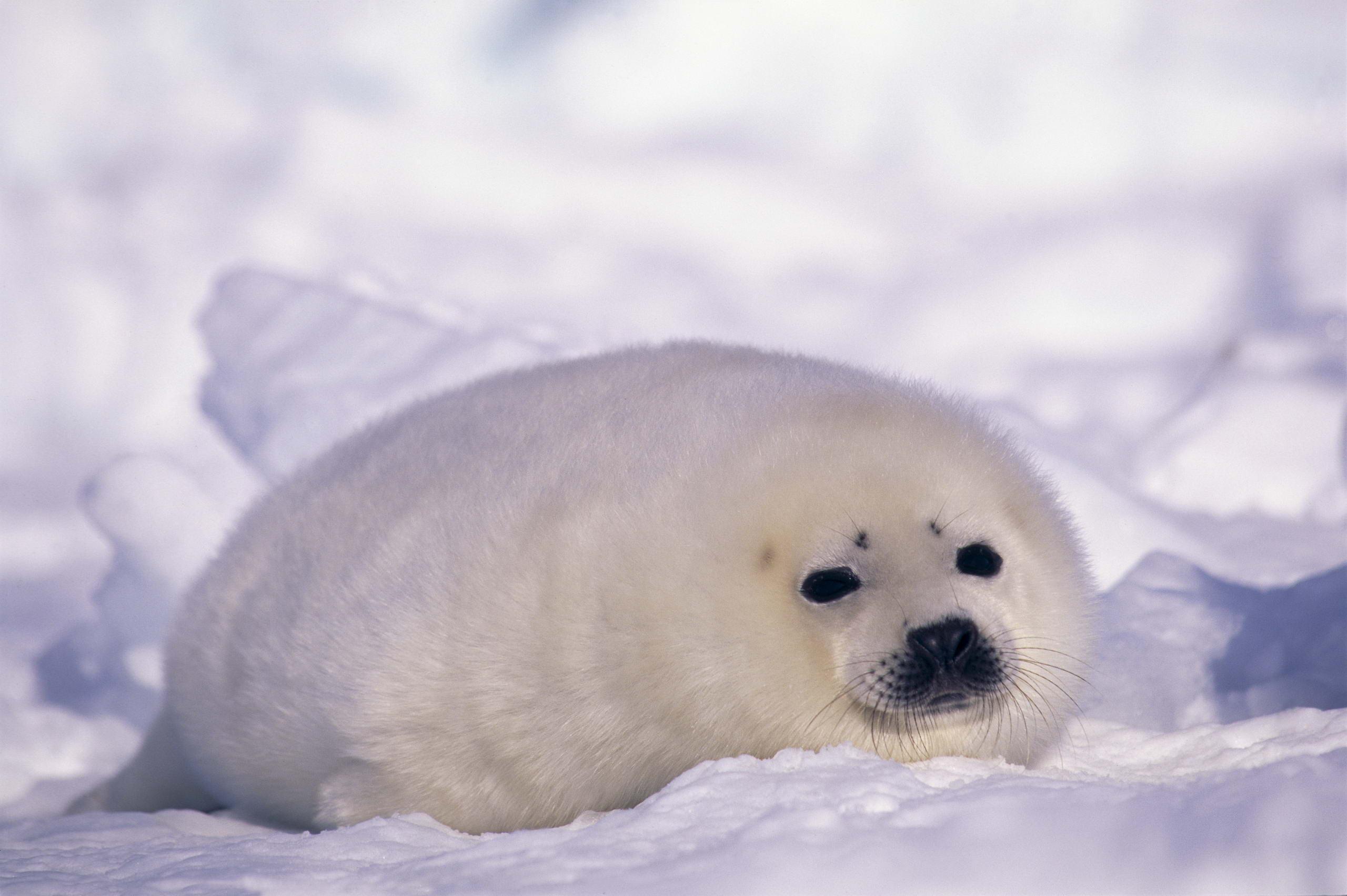 Seal Full HD Wallpaper and Backgroundx1703