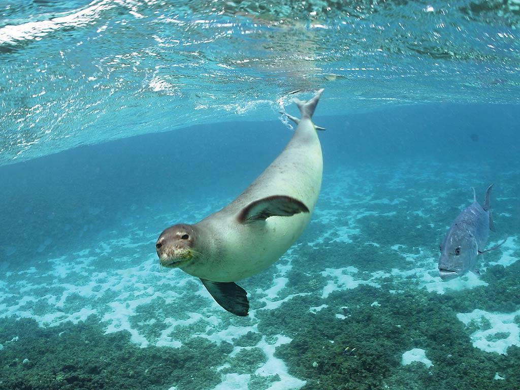 Monk Seal Wallpaper and Background