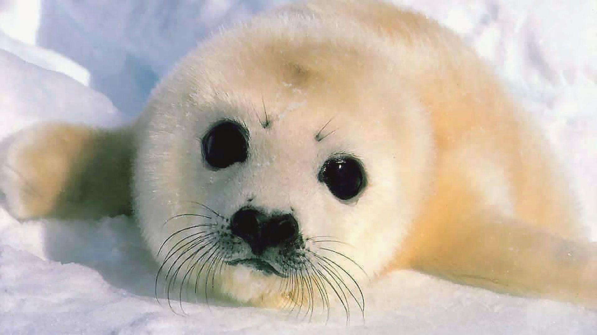 Baby Seal Wallpaper Phone, Animals Wallpaper